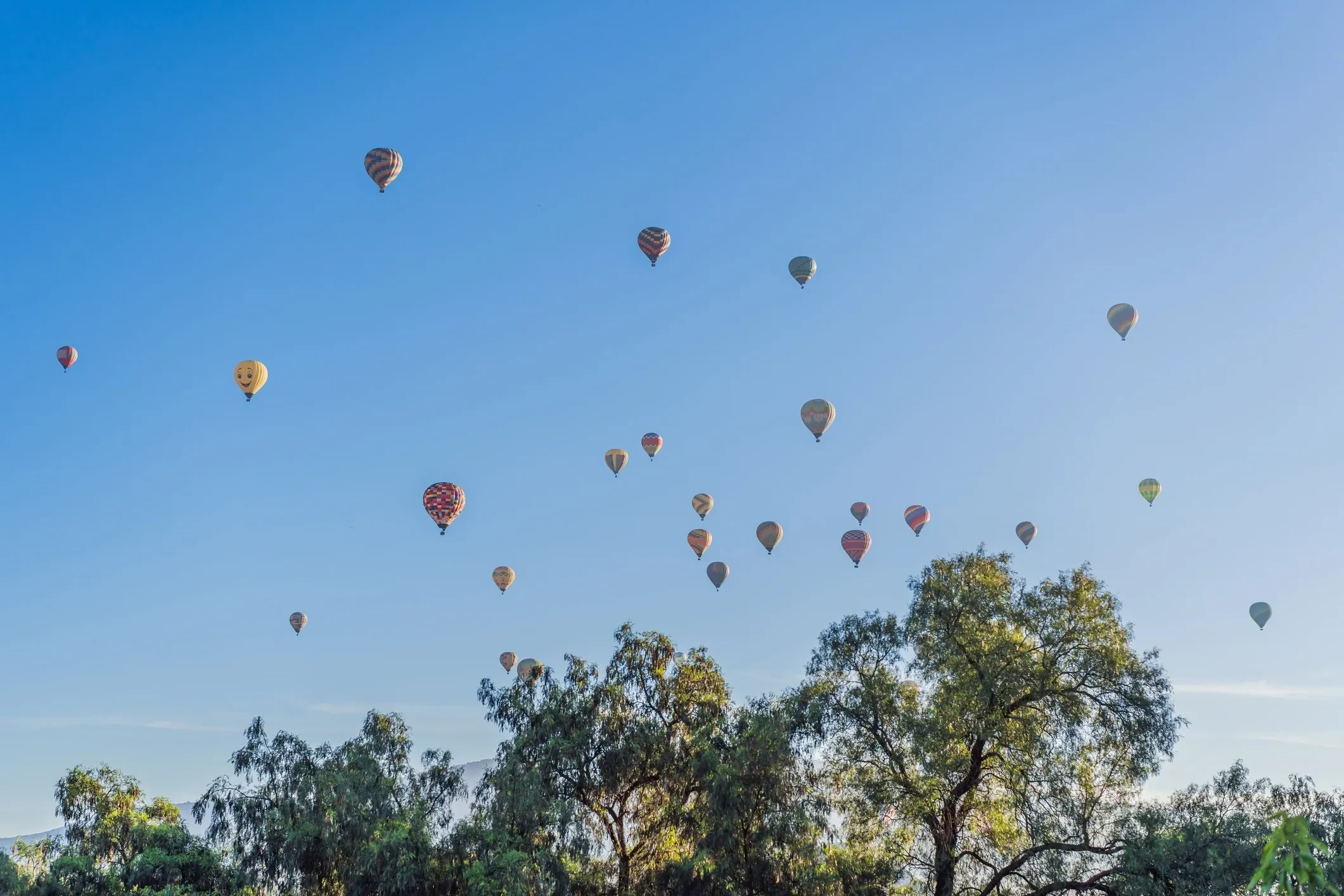 Hot air balloons over Albuquerque trees at the Balloon Fiesta