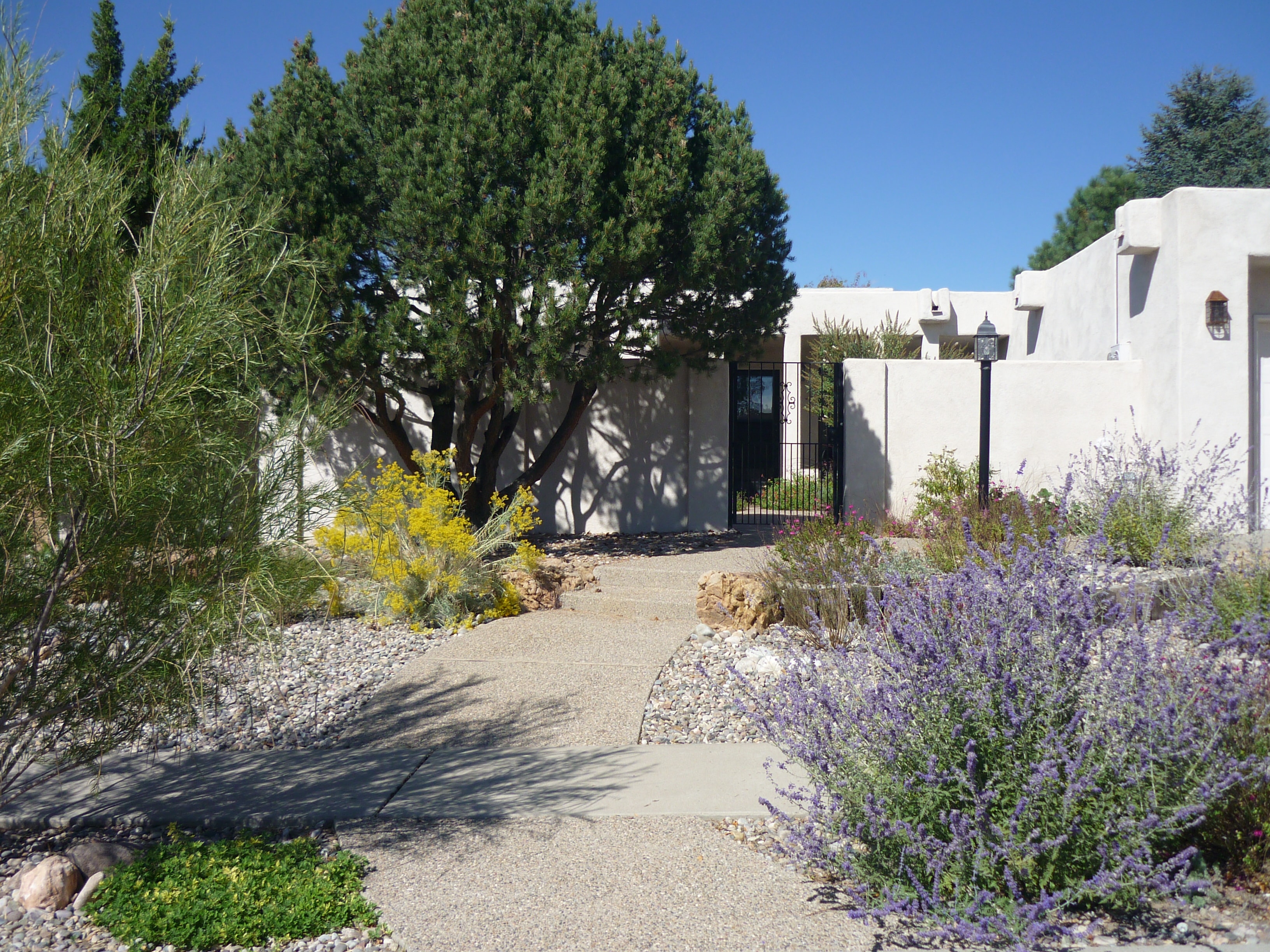 White adobe home with lavender and cypress landscaping