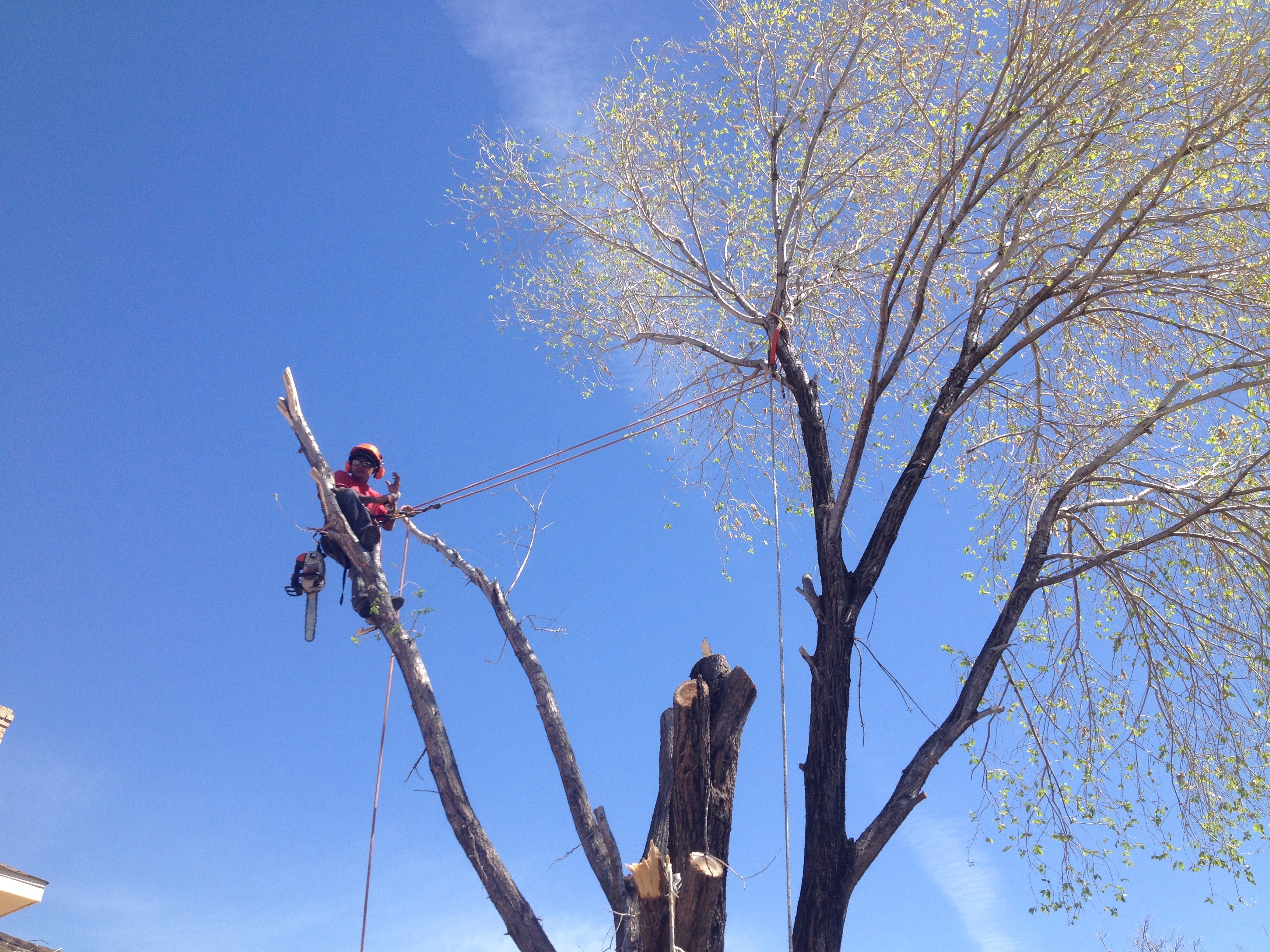Arborist on rope with chainsaw trimming large tree