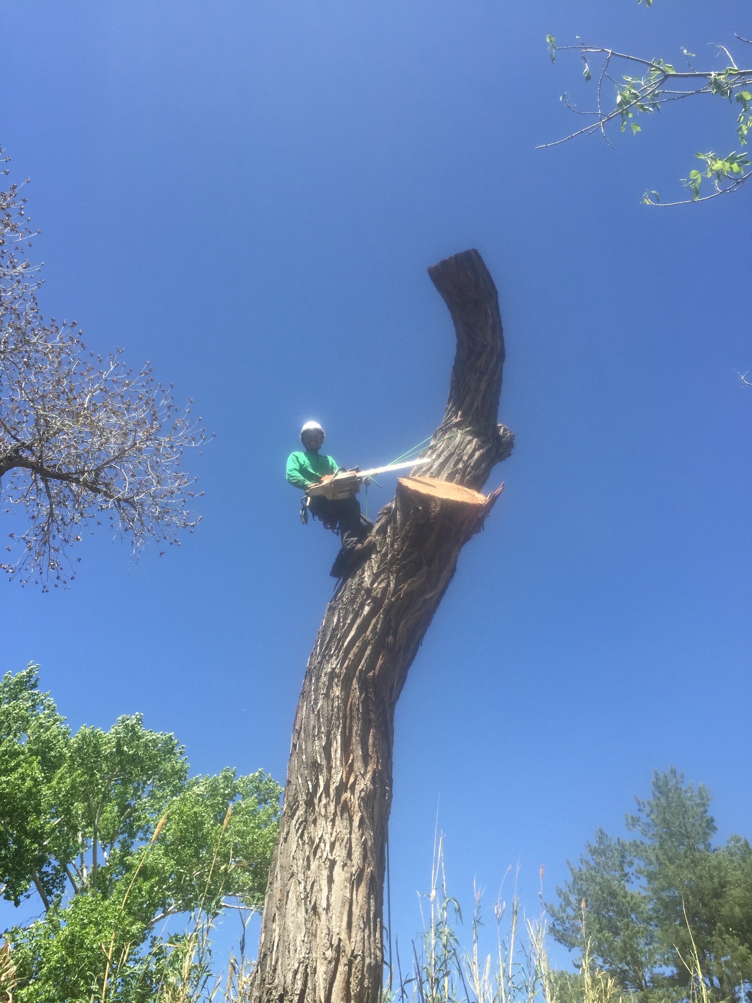 Arborist cutting tall tree trunk high above ground