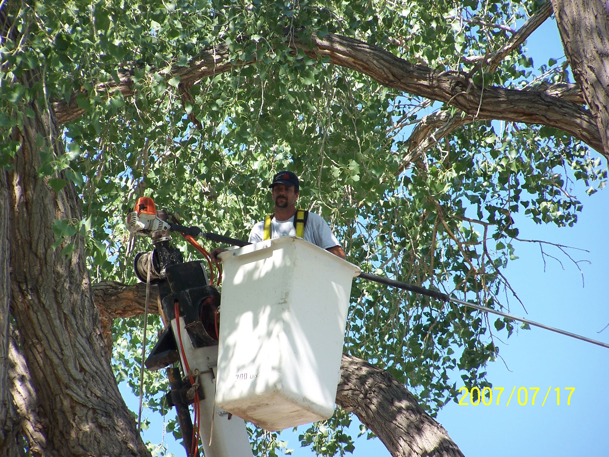 Tree service worker in bucket truck trimming cottonwood